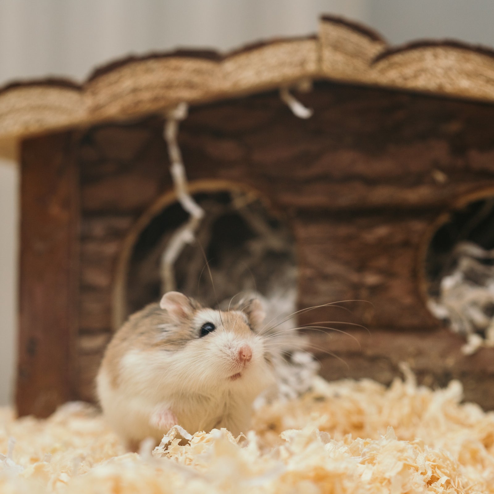 Maskit toimivat, nyt todistettu hamstereilla